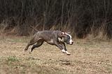 AMSTAFF  PUPPIES 169